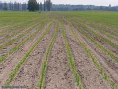 Kukuřice u Chocně, jaro 2011 (2) (zobrazeno 139x)